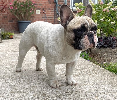 Étalon Bouledogue français - Tous les matins du monde Volpone