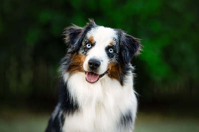 Étalon Berger Américain Miniature - Mini's Red Mountain Venom