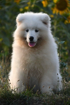 Étalon Samoyède - Always be happy athena of Karasea