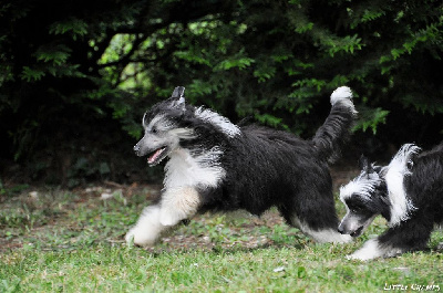 Étalon Chien chinois à crête - Veracruz Little Champs