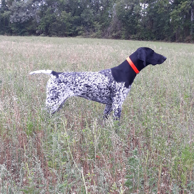 Étalon Braque allemand à poil court - TR. Ohara des petites herbes