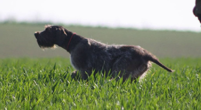 Étalon Griffon d'arrêt à poil dur Korthals - TR. Sabba de la Hount Barrade