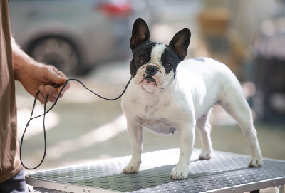 Étalon Bouledogue français - Verlinotte Du Paradis D'Hibiscus
