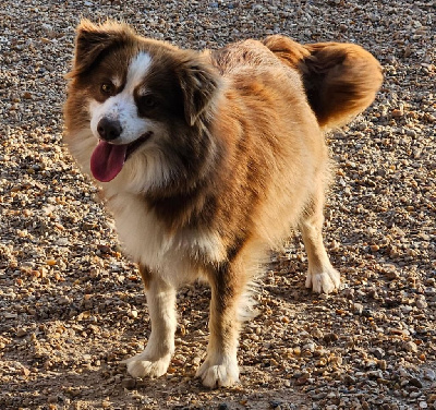 Étalon Berger Américain Miniature - Tallulah de l'Angelarde