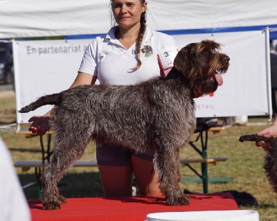 Étalon Griffon d'arrêt à poil dur Korthals - CH. Ulysse Sous La Plume De Chez Millet