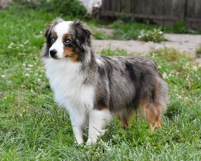 Étalon Berger Américain Miniature - full throttle Frederick