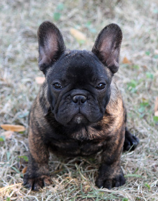 Étalon Bouledogue français - Distinct Origins Angel nova