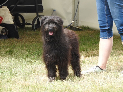 Étalon Berger des Pyrenees à poil long - Vagabond du Champ D'Onix