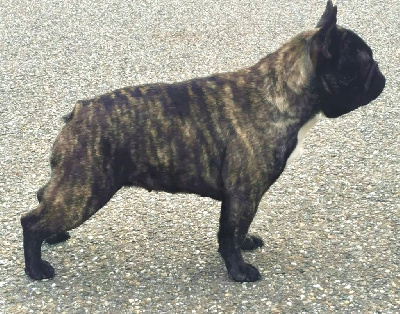 Étalon Bouledogue français - Schweppes (Sans Affixe)
