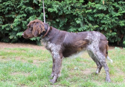 Étalon Petit Epagneul de Münster - Unakite du clos de l'épte