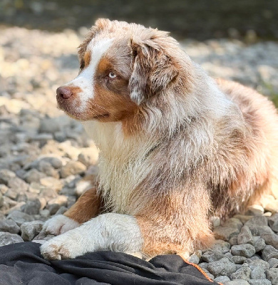 Étalon Berger Américain Miniature - mystic face Atum