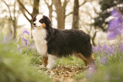 image de The show must go on