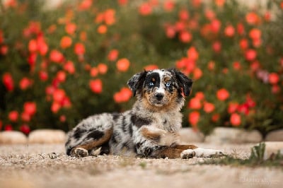 Étalon Berger Américain Miniature - angel’s Alleluia (dit after)