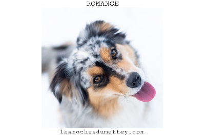 Étalon Berger Américain Miniature - Romance in blue de la tour de milandre