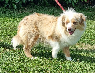 Étalon Berger Américain Miniature - Umea du Chemin de L'Espoir