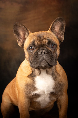 Étalon Bouledogue français - Uness du clan des Boulapat