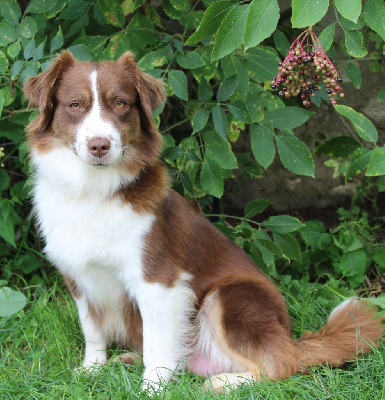 Étalon Berger Américain Miniature - Ultimate love zoe Des sources sacrees