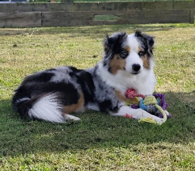 Étalon Berger Américain Miniature - Uguette Of Eternal Dreams