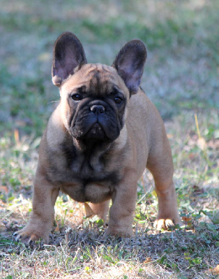 Étalon Bouledogue français - Distinct Origins Azzaro wanted