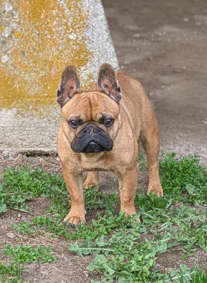 Étalon Bouledogue français - Umphrey Du Domaine De Lilounaka