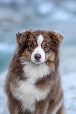 Étalon Berger Américain Miniature - Ug stays wtth us Du Clos De Belara