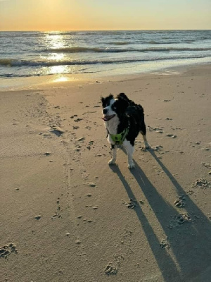 Étalon Berger Américain Miniature - Urielle Du Domaine D'Oza