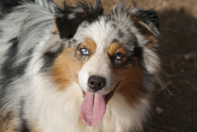 Étalon Berger Américain Miniature - CH. blue elk N linderlands first edition