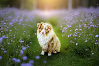 Étalon Berger Américain Miniature - peaceful acres Time after time