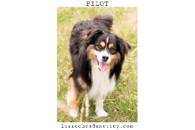 Étalon Berger Américain Miniature - Pilot Lanka Fire