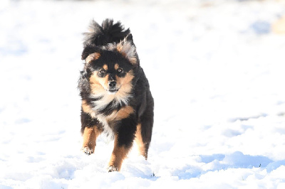 Étalon Berger Américain Miniature - Une douce melodie des costys du tomberg
