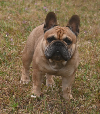 Étalon Bouledogue français - Sorel des Nuits de Reves}