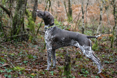 Étalon Braque allemand à poil court - TR. CH. Thémis Du Rio Parana