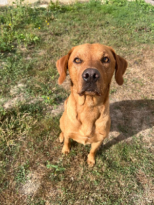 Étalon Labrador Retriever - Masters of Water Unix