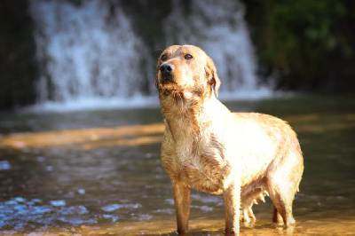 Étalon Labrador Retriever - T'simba love of burdigala
