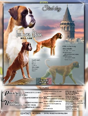 Étalon Boxer - CH. Mon chien imbwa box will.i.am