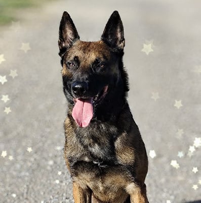 Étalon Berger Belge - Silex du Domaine De Sainte Mathilde}