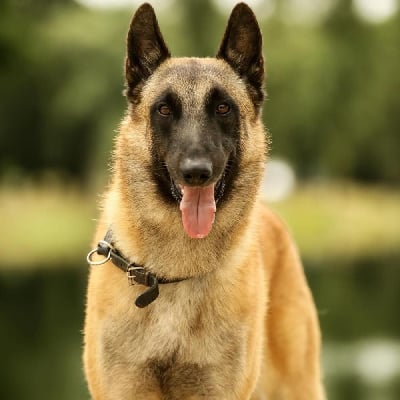 Étalon Berger Belge - Sparkling shatz dit shaft De La Bergerie Des Bons Soins