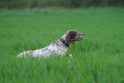 Étalon Setter Anglais - Daphil Mon chien