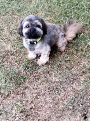 Étalon Shih Tzu - Serghei du domaine de sainte gladyce