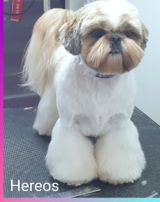 Étalon Shih Tzu - vanity lake believe in heroes