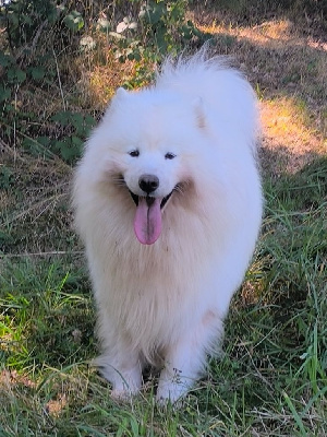 Étalon Samoyède - The way you make me feel Pastush'i Sobaki