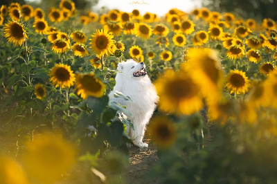 Étalon Samoyède - Snow odyssée Des Cimes Alpines