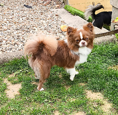 Étalon Chihuahua - T'guizmo Titre Initial