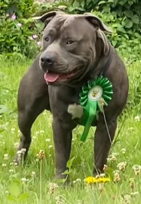 Étalon American Staffordshire Terrier - Vyking De La Garde Des Titans