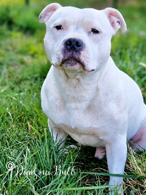 Étalon American Staffordshire Terrier - Ursus maritimus Dans Ma Bull