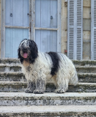 Étalon Schapendoes - CH. Vince Des Loustics De Pen Ar Bed