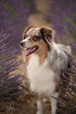 Étalon Berger Australien - Tokyo du coussoulat