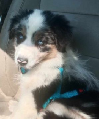 Étalon Berger Australien - Vroom legend of red robin