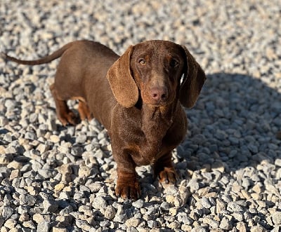 Étalon Teckel poil ras - Volantis poisson volant des pur sang d’aphrodite