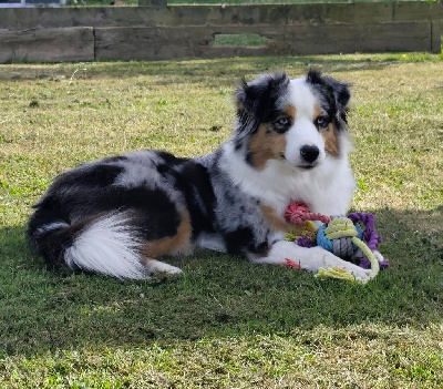 Étalon Berger Américain Miniature - Uguette Of Eternal Dreams